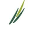 Logo Meristem Ltd.