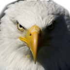 Logo Eagle Electric, Inc. (Utah)