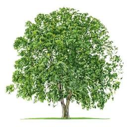 Logo Cassia Capital Partners LLC