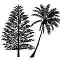 Logo Burleigh Heads Cannabis Pty Ltd.